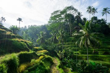 Tegallalang Rice Terrace Bali Travel Budget