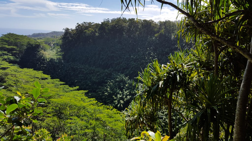 Drumetie pe Road to Hana Maui Hawaii